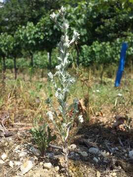 Image of field cudweed