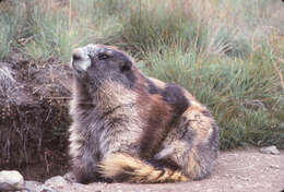 Plancia ëd Marmota olympus (Merriam 1898)