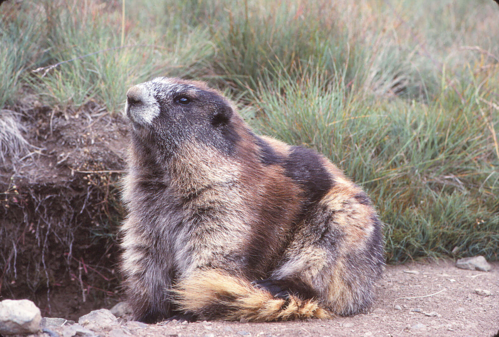 Image of Olympic Marmot