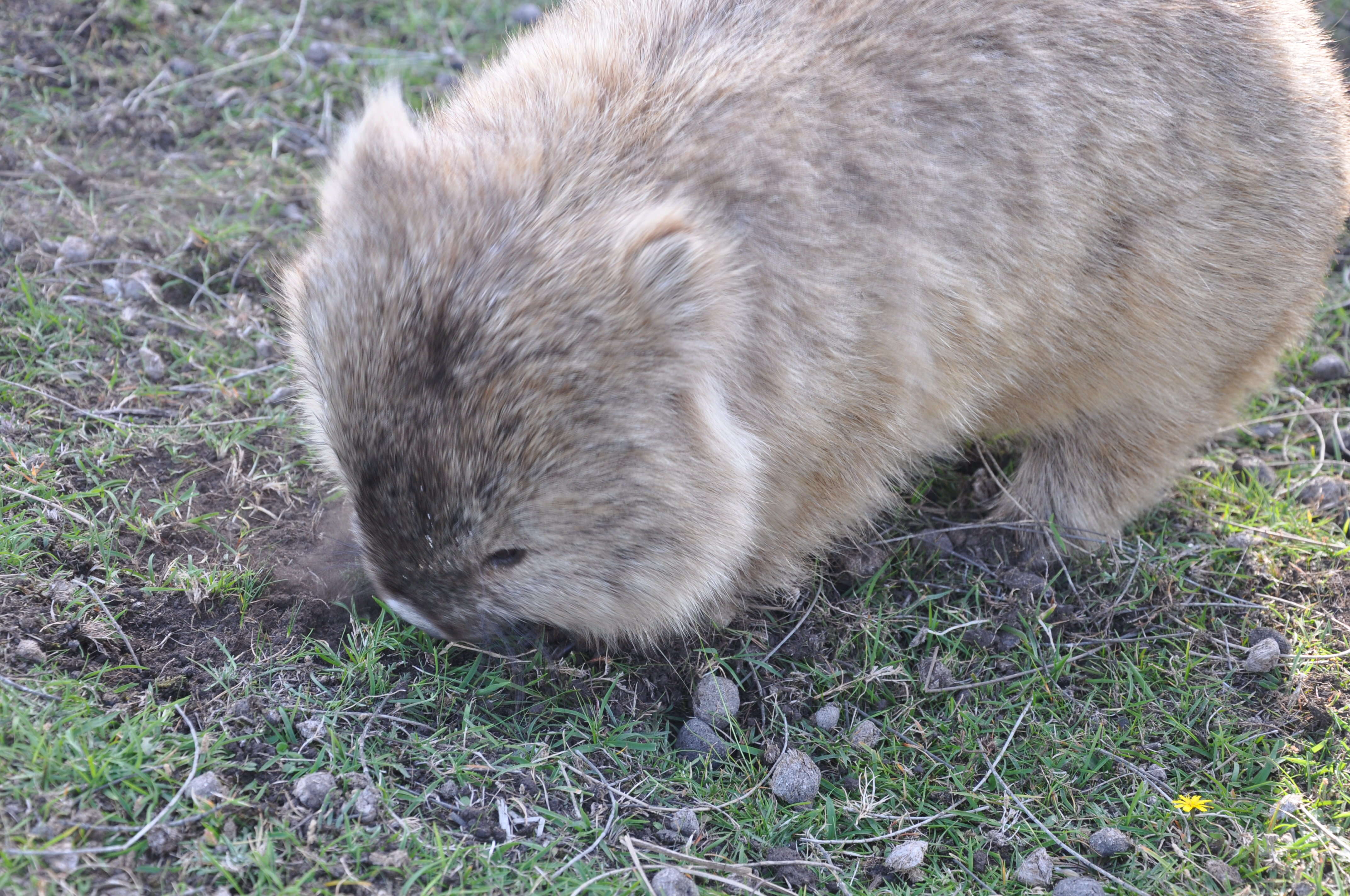 Image of Bare-nosed Wombats