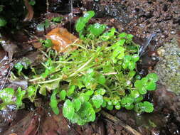 Plancia ëd Chrysosplenium oppositifolium L.