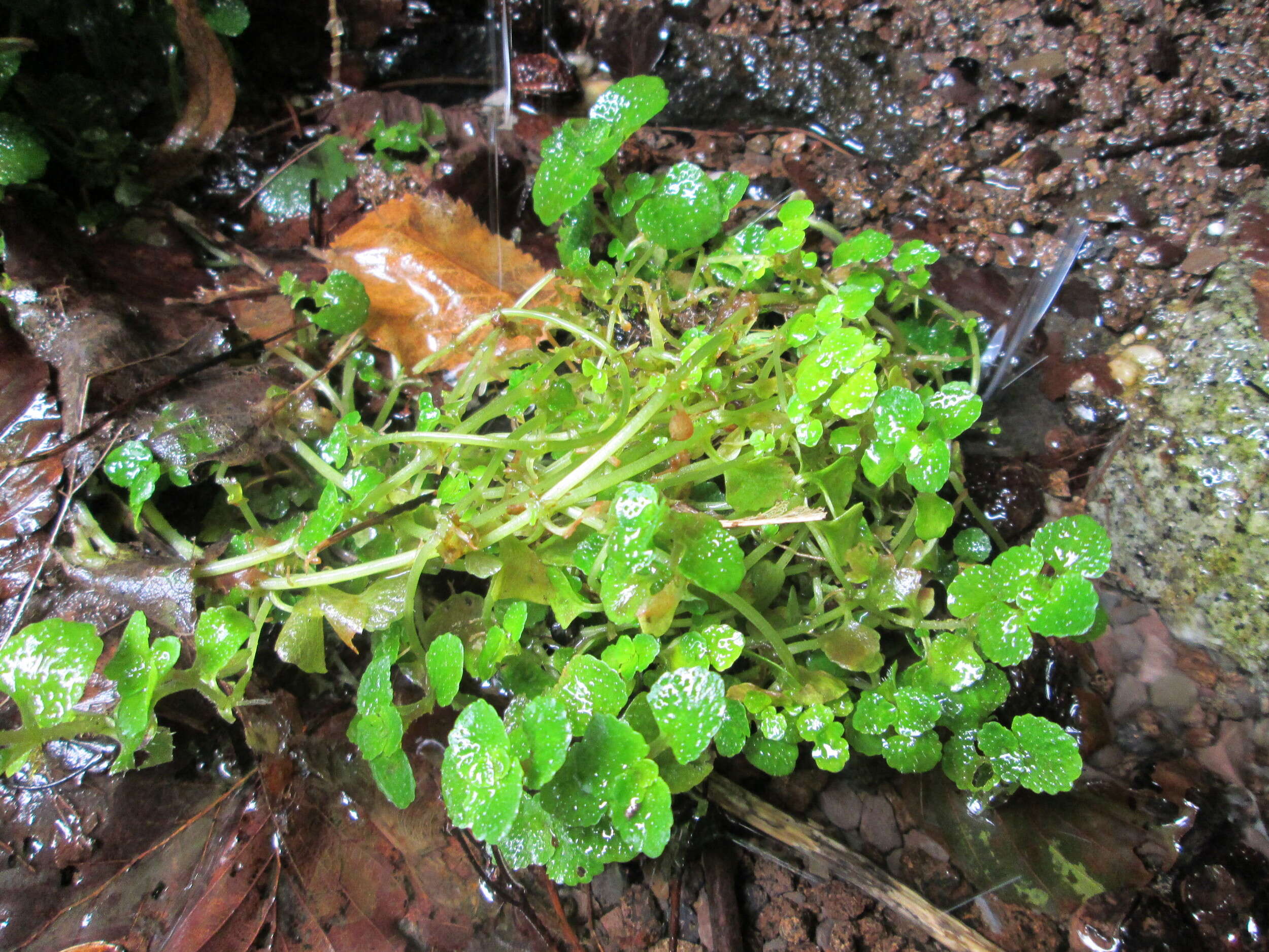 Image of Opposite-leaved Golden Saxifrage