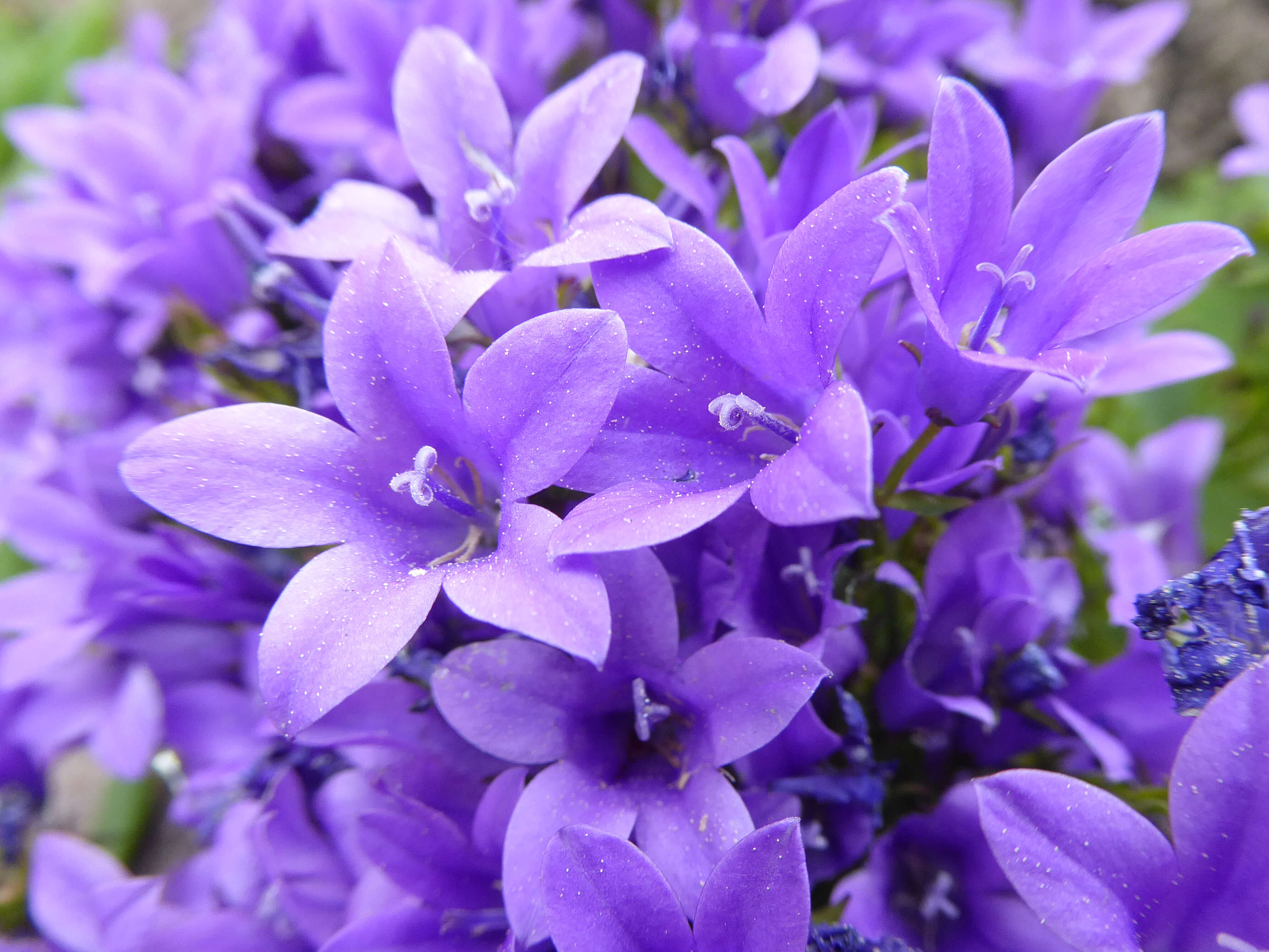 Image of Peach-leaf Bellflower