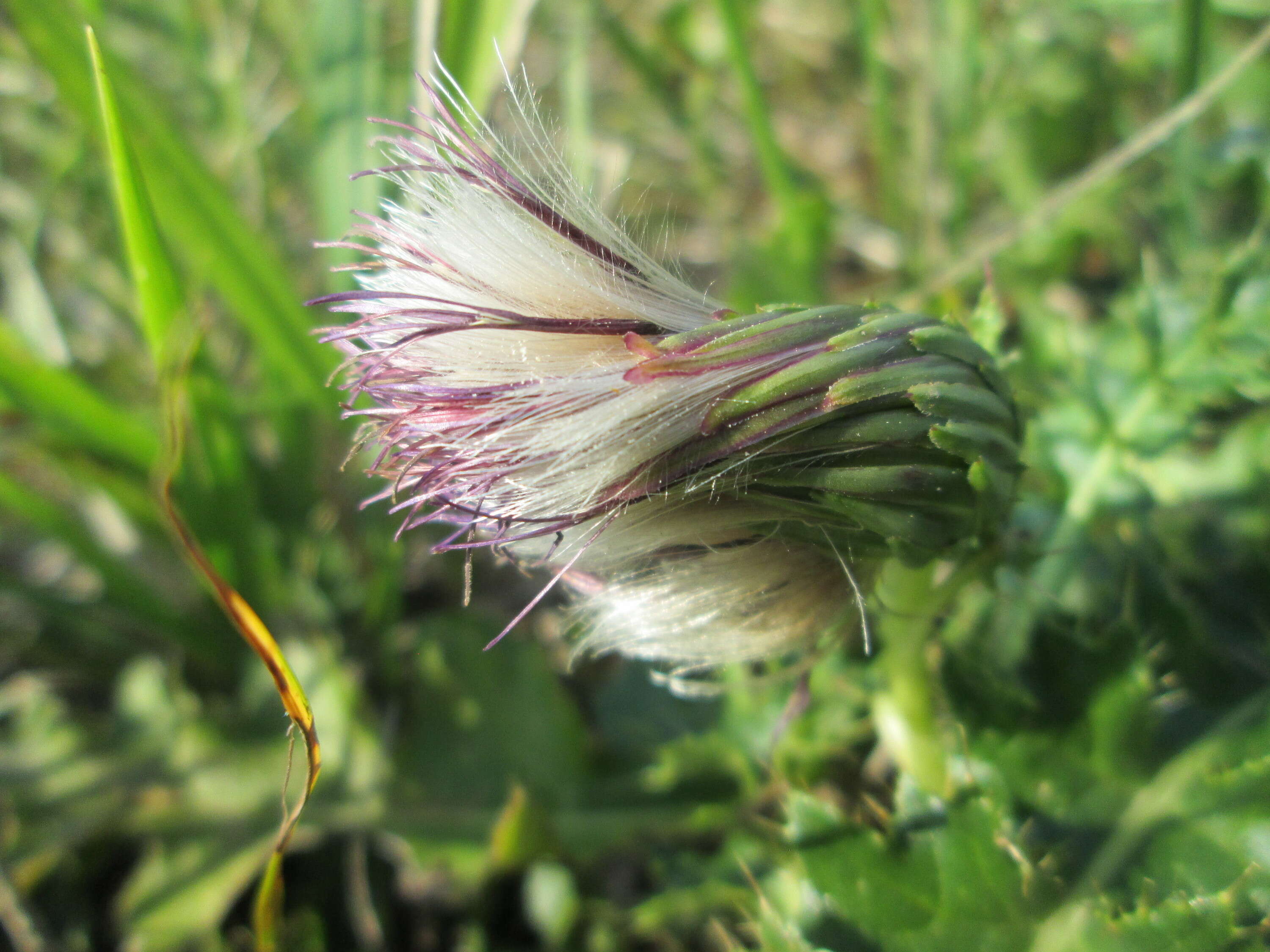 Cirsium acaule (L.) Scop. resmi