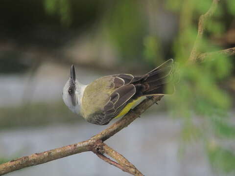 Image of White-throated Kingbird