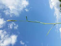 Image of marsh foxtail