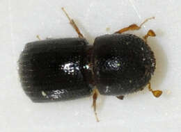 Image of Xyleborus