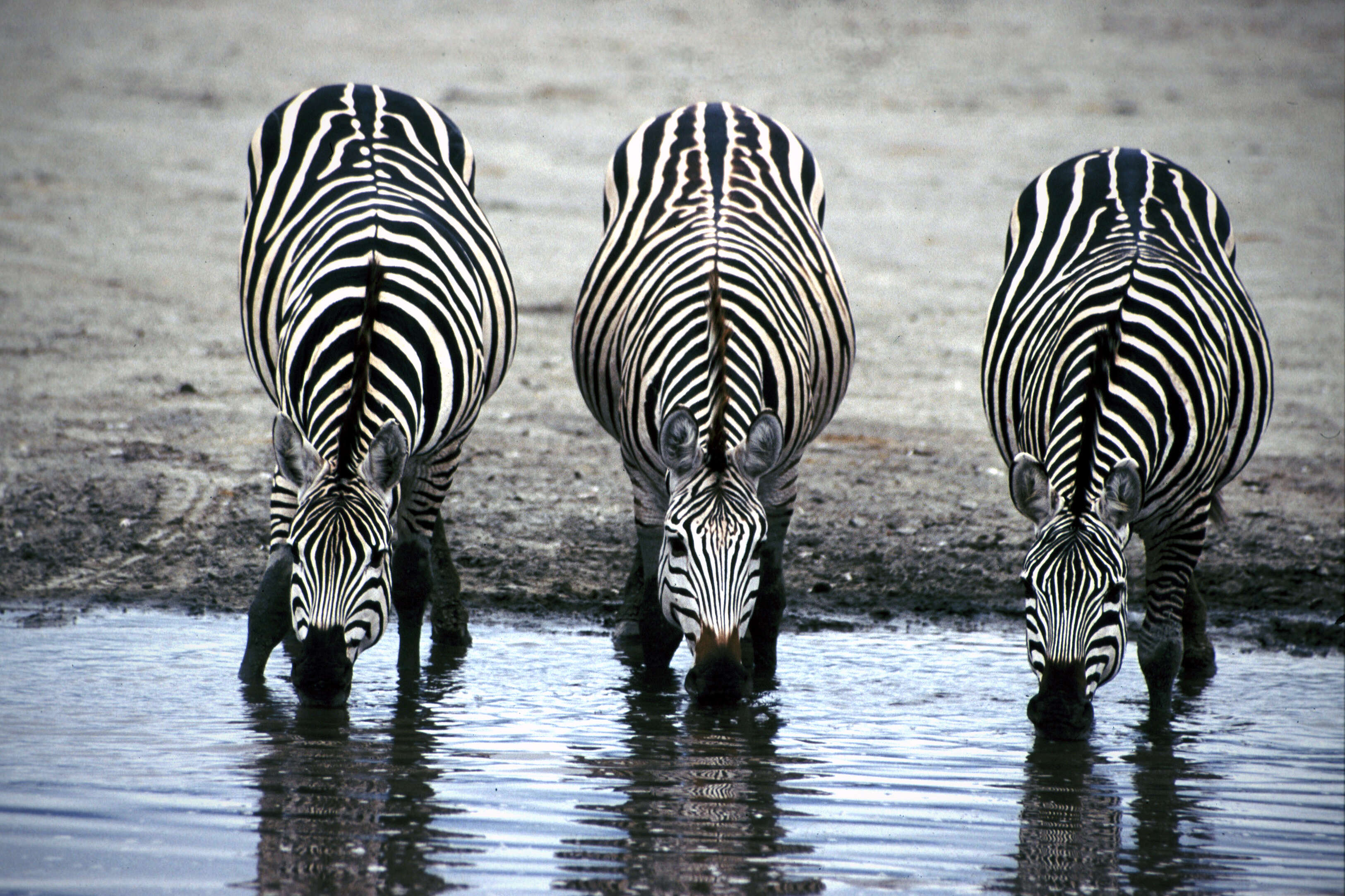 Image of zebra