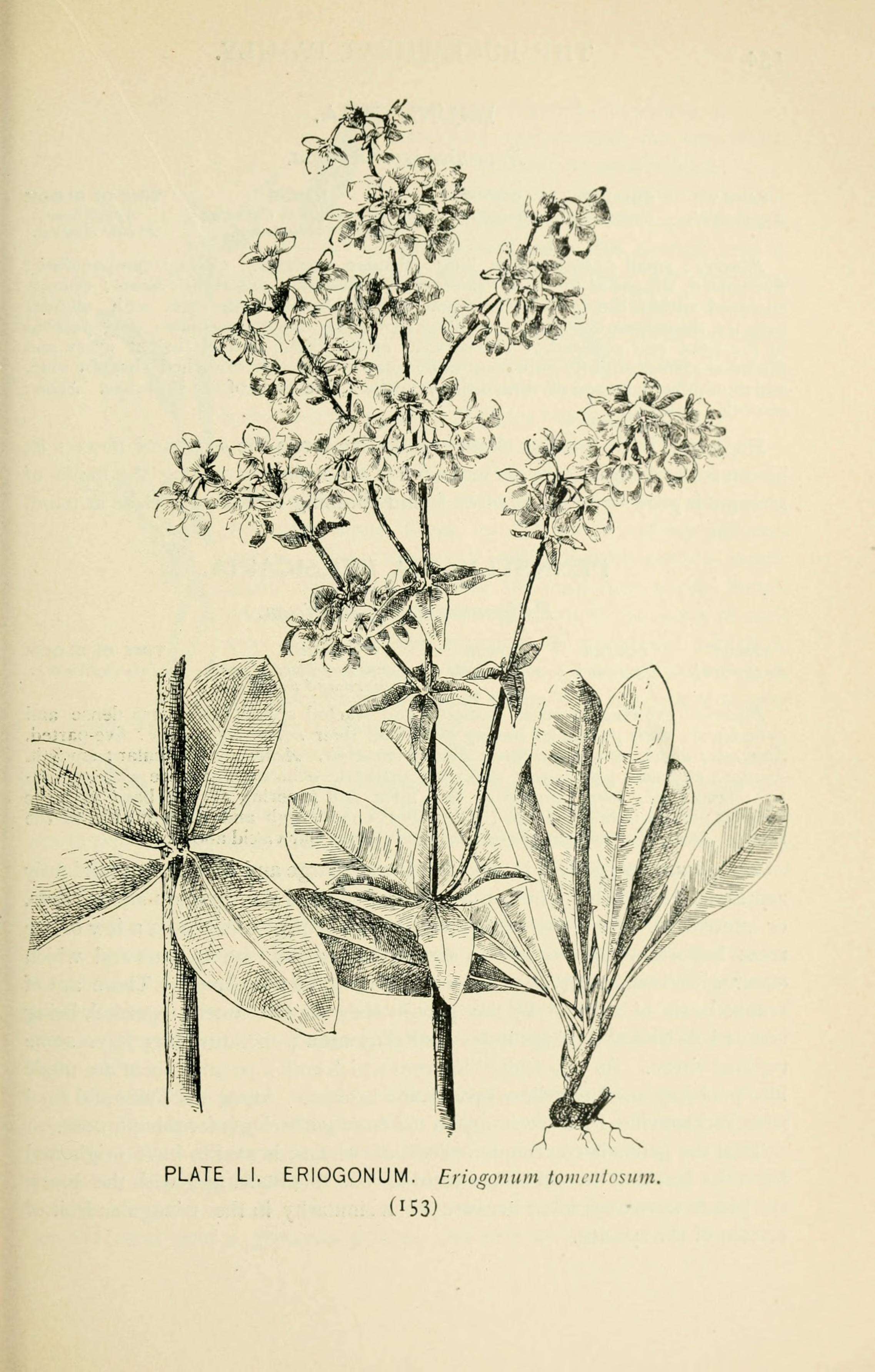 Imagem de Eriogonum tomentosum Michx.