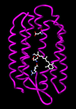 Image of Halobacterium salinarum