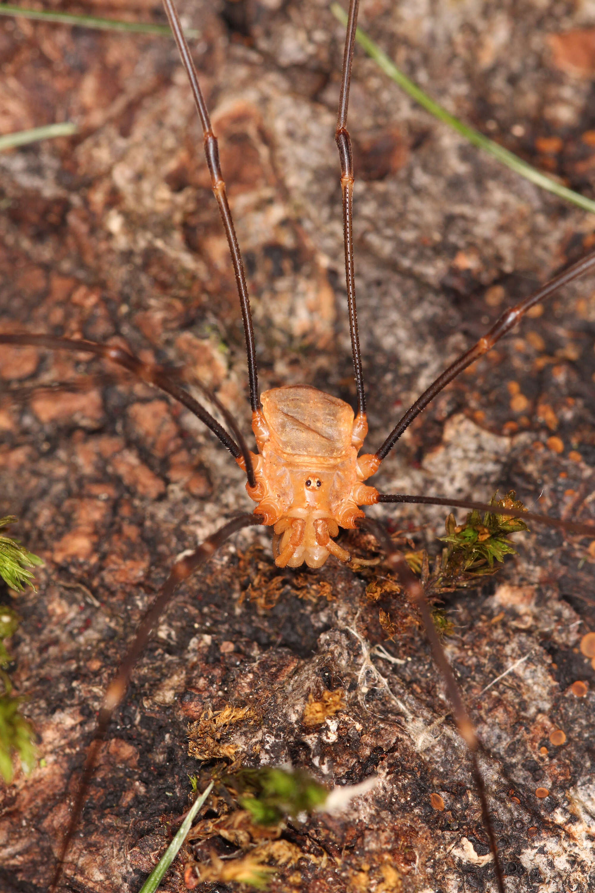 Image of Opilio canestrinii