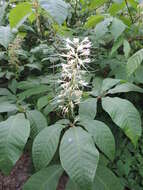 Imagem de Aesculus parviflora Walt.