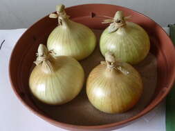 Image of garden onion