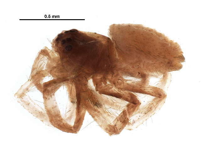 Image of Philodromus