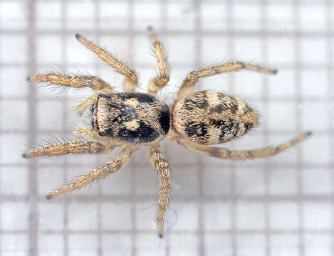 Image of Zebra spider