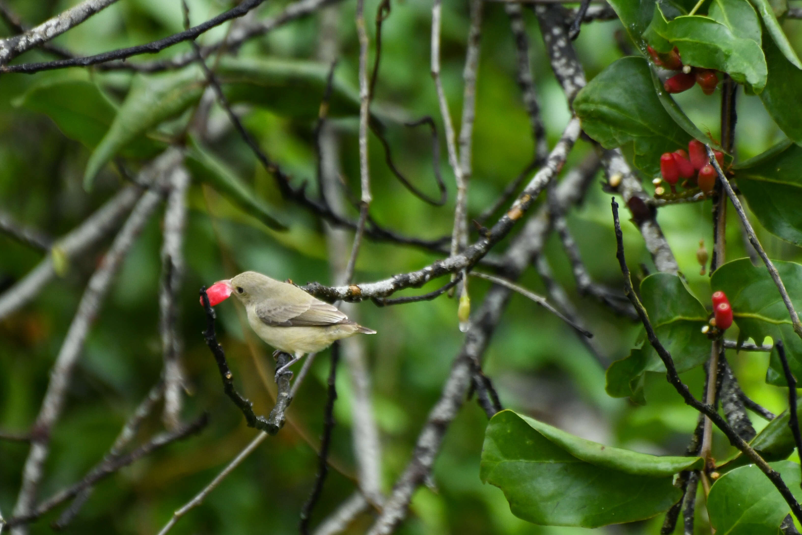 Plancia ëd Dicaeum erythrorhynchos (Latham 1790)