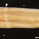 Image of Xenoturbella japonica Nakano, Miyazawa, Maeno, Shiroishi, Kakui & Koyanag