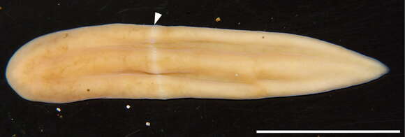 Image of Xenoturbella japonica Nakano, Miyazawa, Maeno, Shiroishi, Kakui & Koyanag