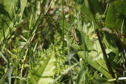 Image of Common green grasshopper