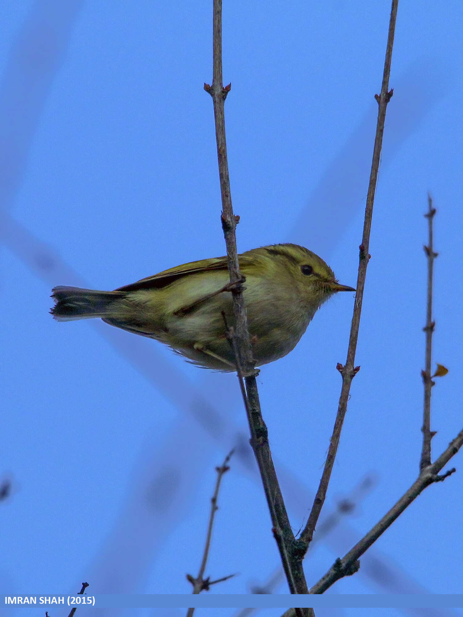 Слика од Phylloscopus chloronotus (Gray, JE, Gray & GR 1847)