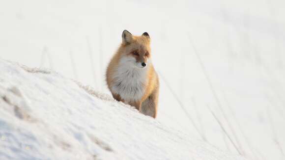 Imagem de Vulpes vulpes schrencki Kishida 1924