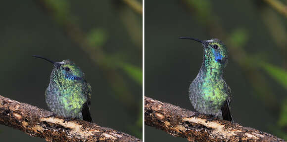 Image of Lesser Violetear