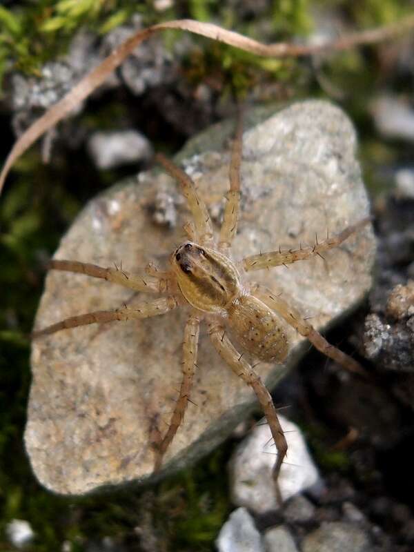 Image of Pardosa pseudoannulata (Bösenberg & Strand 1906)