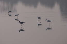 Image of Black-winged Stilt