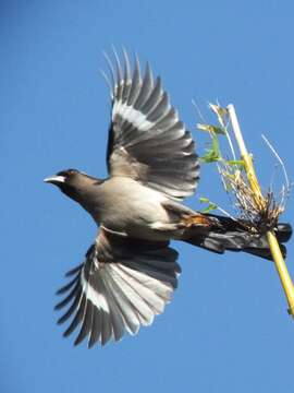 Image of Grey Treepie