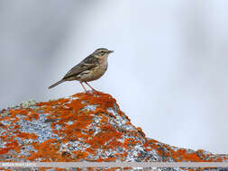 Image of Rosy Pipit