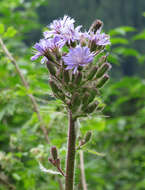 Image de Cicerbita alpina (L.) Wallr.