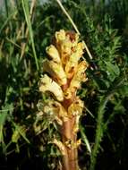 Imagem de Orobanche reticulata Wallr.