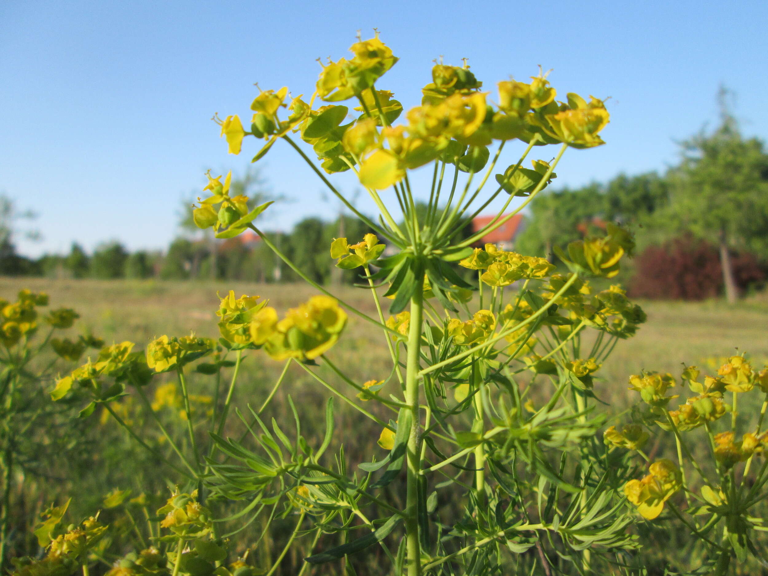 Image of Cypress Spurge