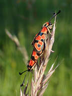 Image of Zygaena fausta Linnaeus 1767