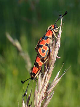 Image of Zygaena fausta Linnaeus 1767