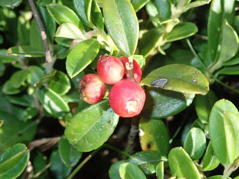 Image of lingonberry