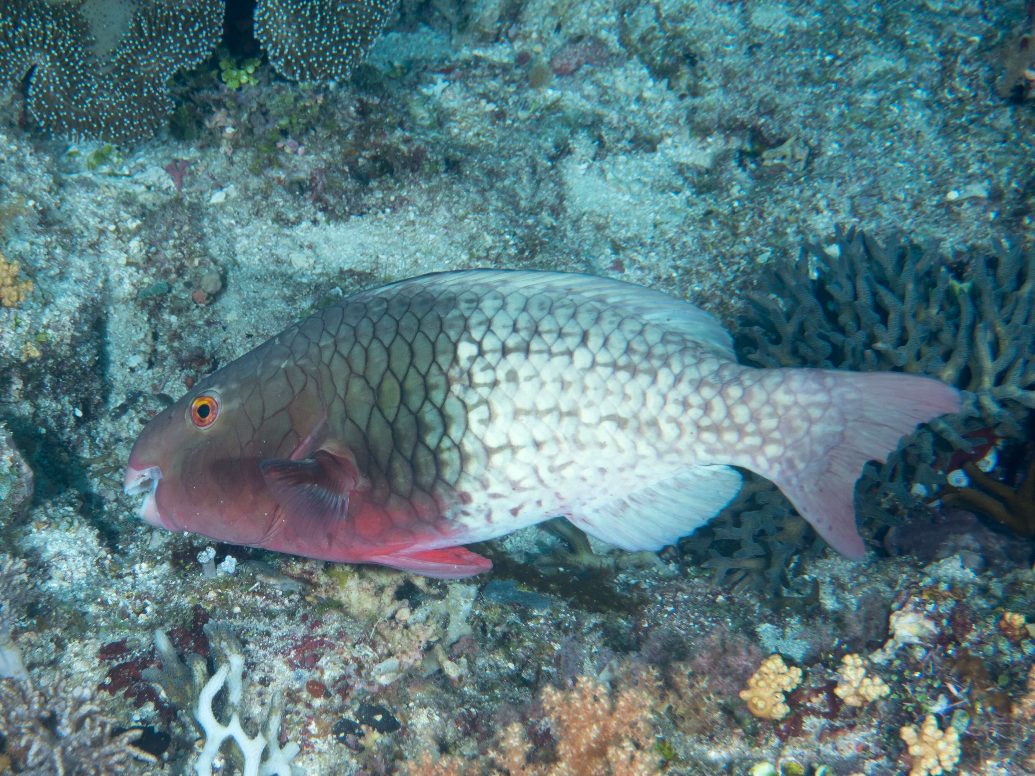 Image of Bicolor Parrotfish