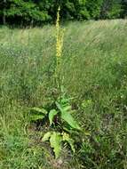 Verbascum nigrum L. resmi