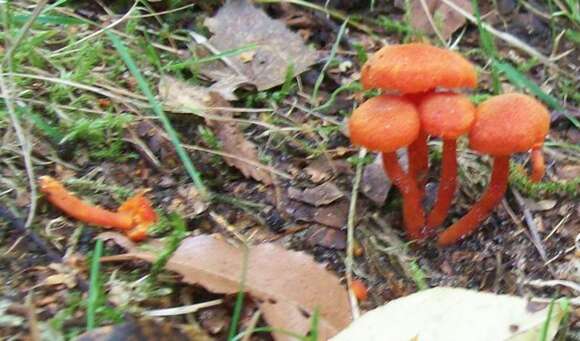 Image of Hygrocybe miniata (Fr.) P. Kumm. 1871