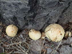 Image of shaggy scalycap