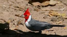 Image of Red-crested Cardinal