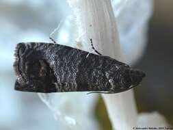 Image of codling moth