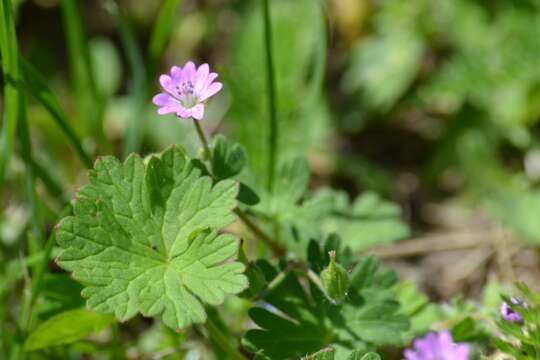 Imagem de Geranium molle L.