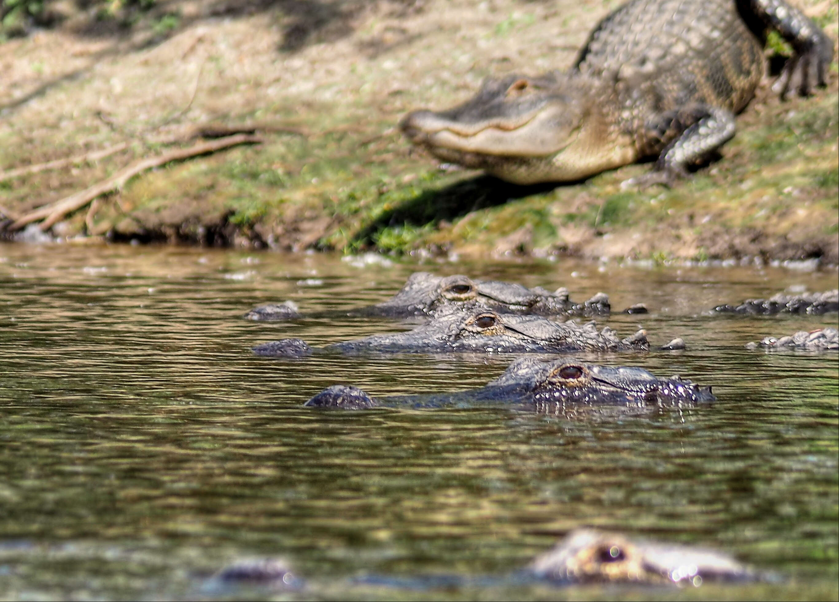 Image of alligators