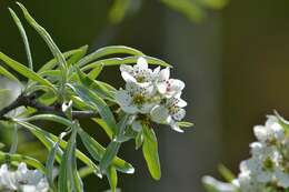 Plancia ëd Pyrus salicifolia Pall.