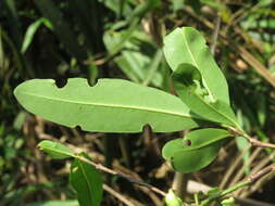 Image de Syzygium salicifolium (Wight) J. Grah.