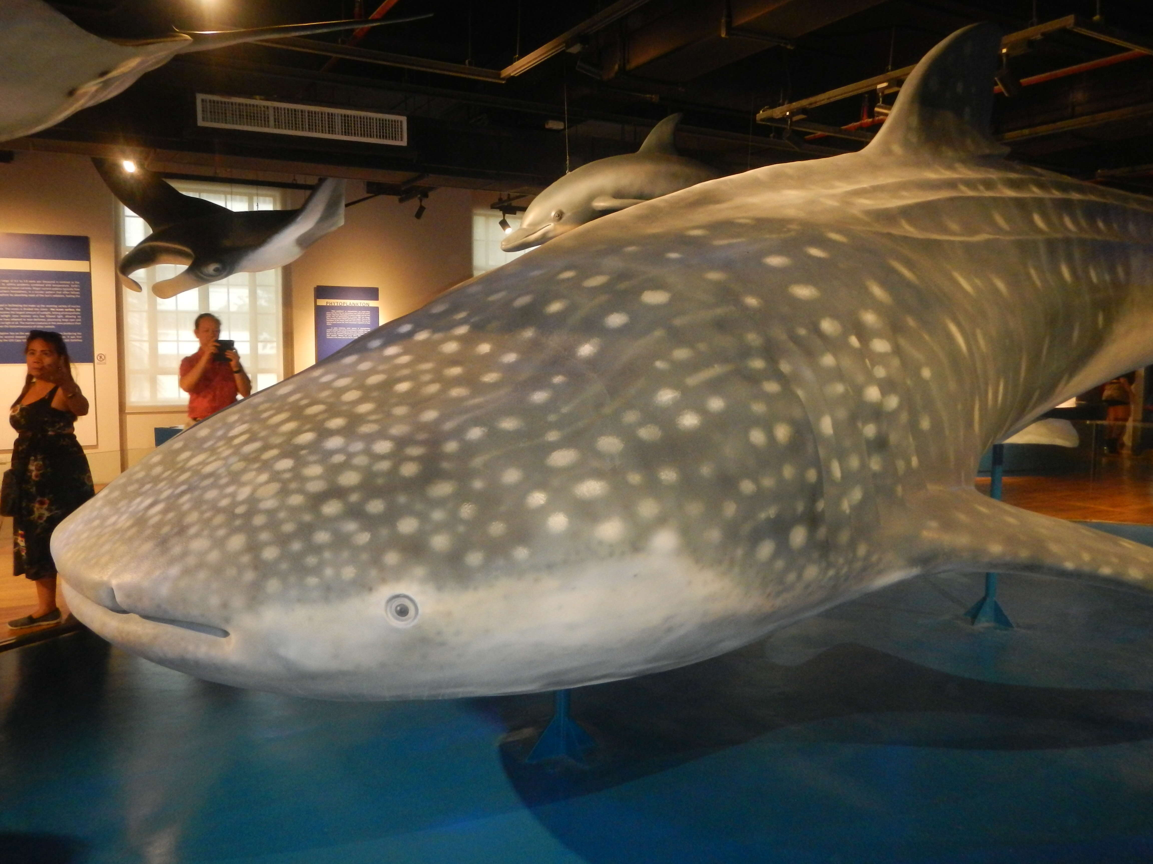 Image of whale sharks