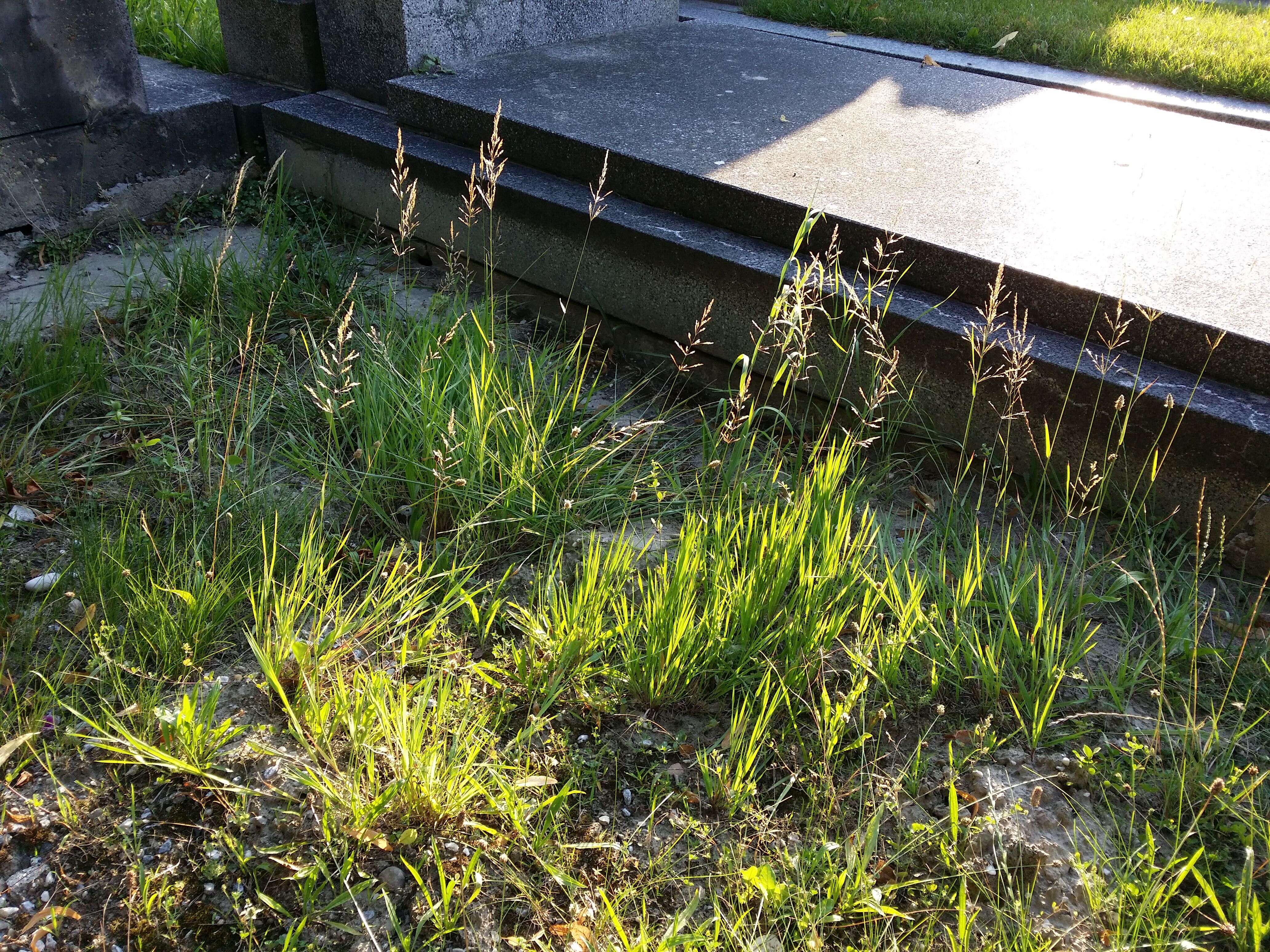 Image of creeping bentgrass