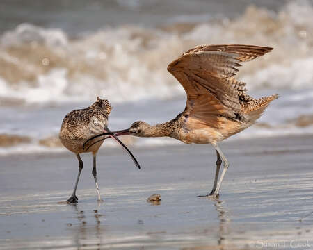 Image of Long-billed Curlew