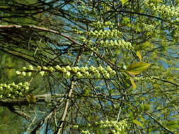 Image of Stachyurus praecox Sieb. & Zucc.